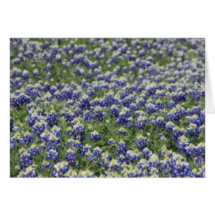 Field of Bluebonnets