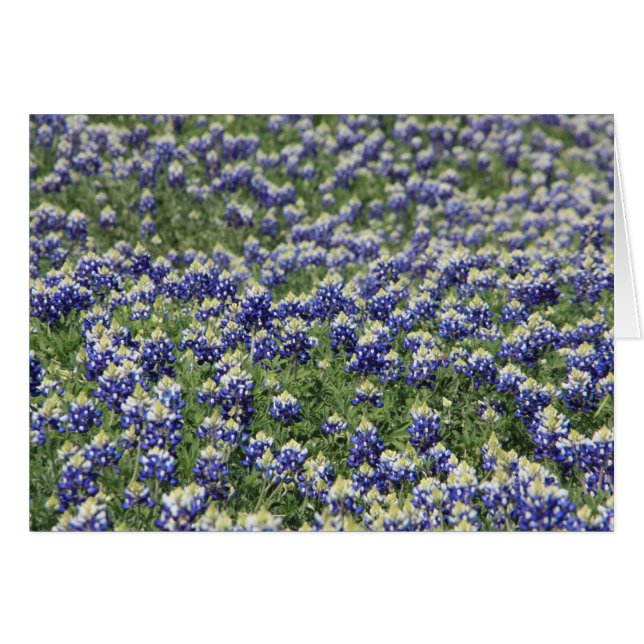 Field of Bluebonnets (Front Horizontal)