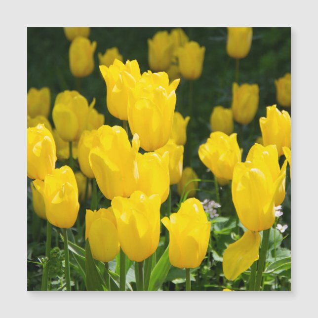 Field of bright yellow tulips (Front)