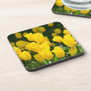Field of bright yellow tulips coaster