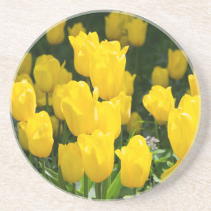 Field of bright yellow tulips coaster