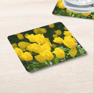 Field of bright yellow tulips square paper coaster