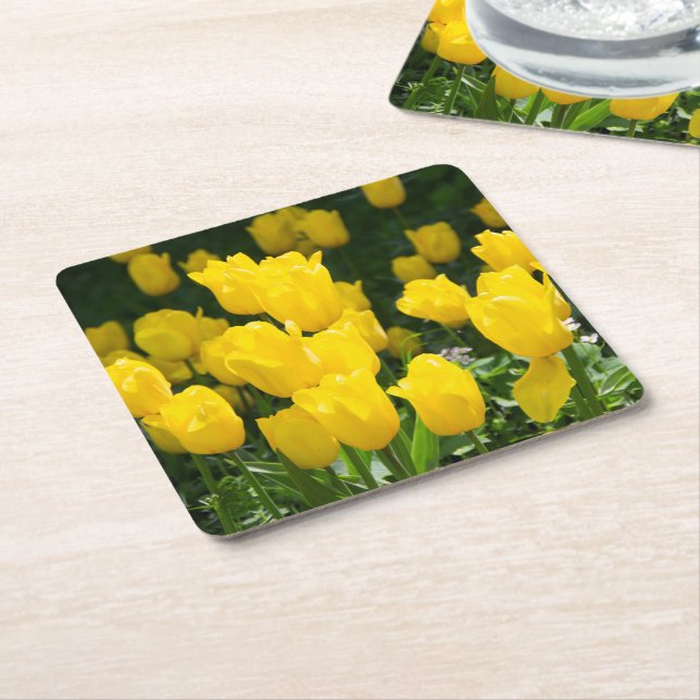 Field of bright yellow tulips square paper coaster (Angled)