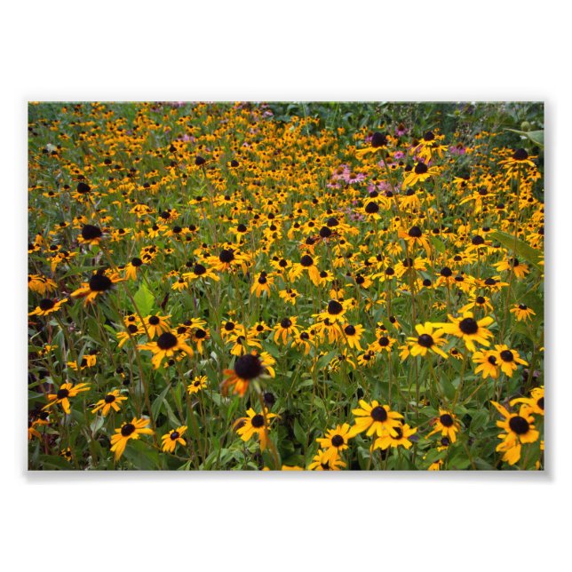 Field of Brown-eyed Susan flowers. Photo Print (Front)