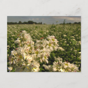 Field of Buckwheat Postcard
