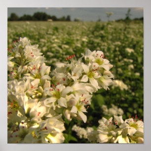 Field of Buckwheat Poster