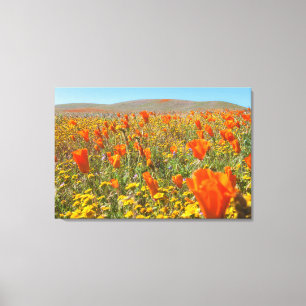 Field of California Poppies Canvas Print
