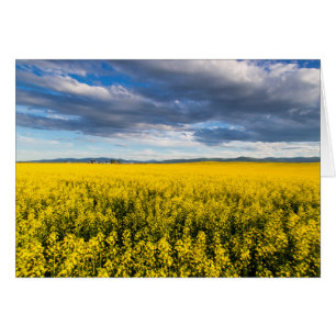 Field Of Canola In Late Evening Light