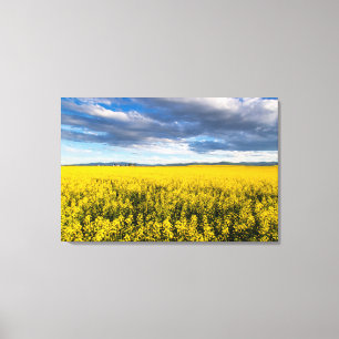 Field Of Canola In Late Evening Light Canvas Print