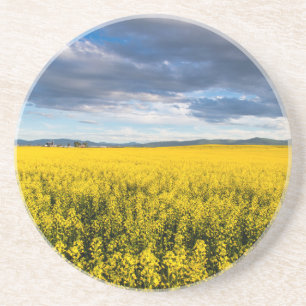 Field Of Canola In Late Evening Light Coaster