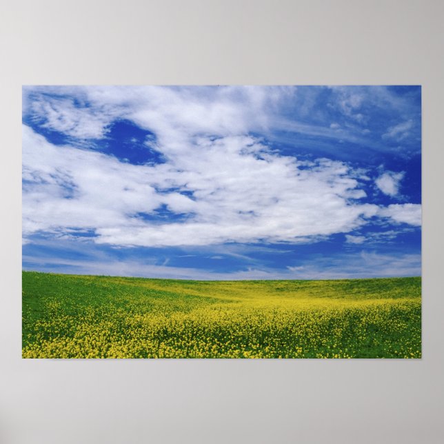 Field of Canola or Mustard flowers, Palouse Poster (Front)