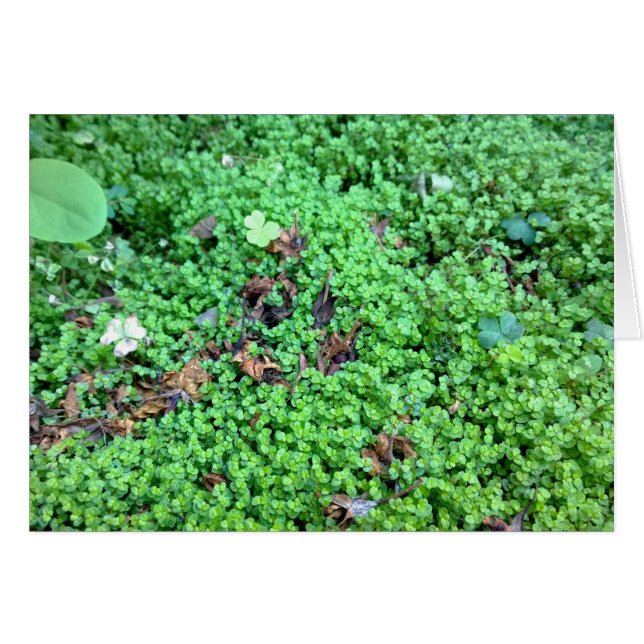 Field of Clovers (Front Horizontal)