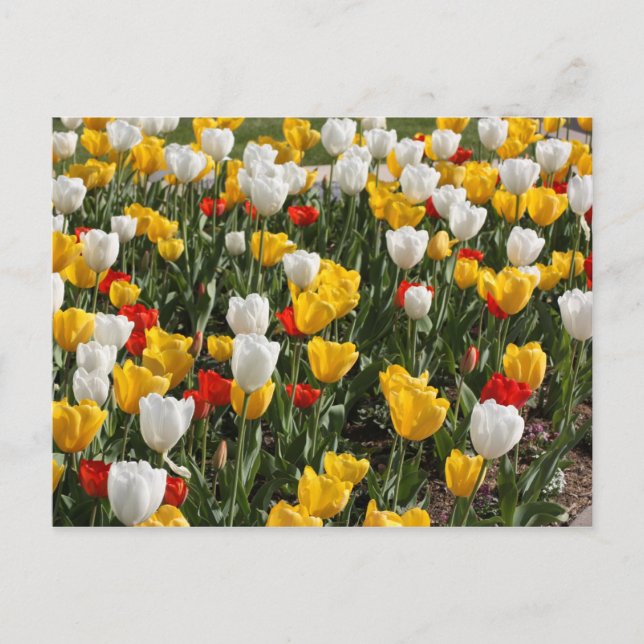Field of colourful red white & yellow tulips postcard (Front)