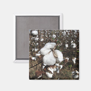 Field of Cotton, Fluffy Cotton Closeup Magnet