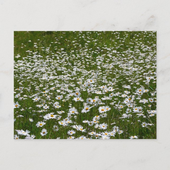 Field of Daisies Alaskan Wildflowers Postcard (Front)