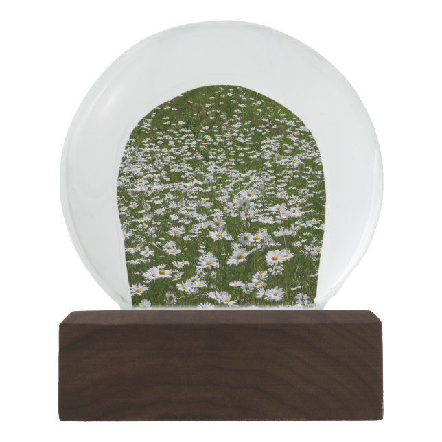 Field of Daisies Alaskan Wildflowers Snow Globe (Front)