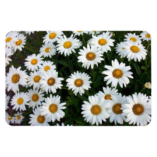 Field of Daisies Flexible Magnet (Horizontal)