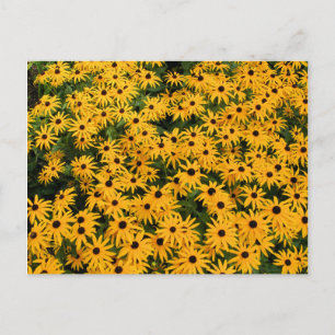 Field of Daisies Postcard