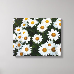 Field of Daisies ( Small) Stretched Canvas Print