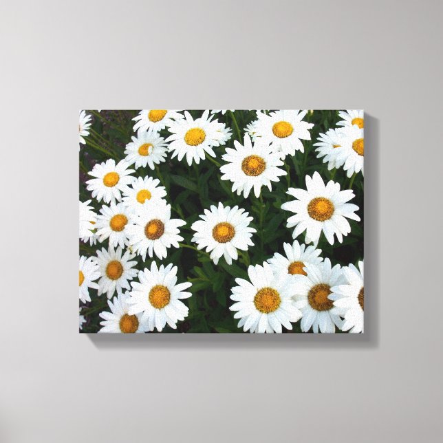 Field of Daisies ( Small)  Stretched Canvas Print (Front)