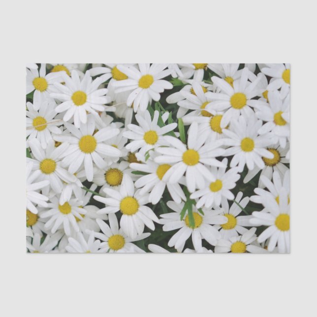 Field of Daisies Tissue Paper (Front)