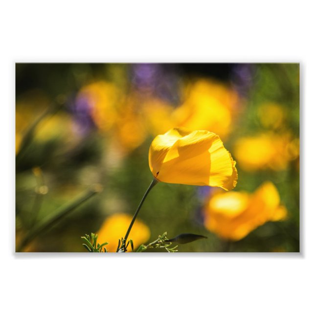 Field of dancing poppies photo print (Front)