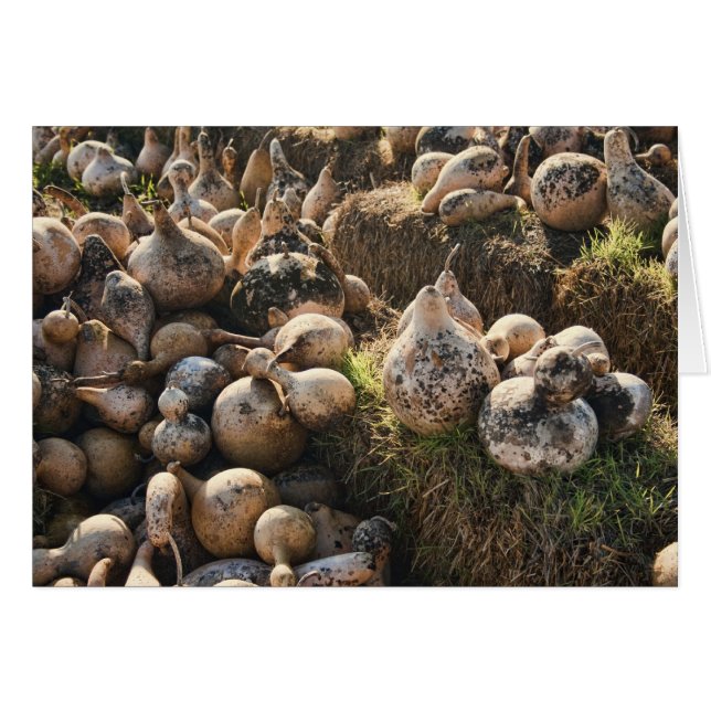 Field of Drying Birdhouse Gourds (Front Horizontal)