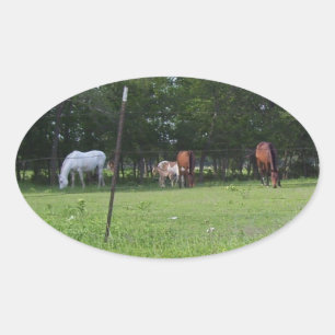 Field of Equine Beauty Oval Sticker