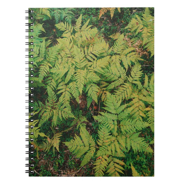 Field of Ferns Notebook (Front)