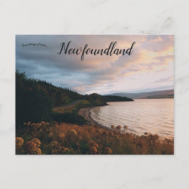 Field of Flowers Along the Shoreline Newfoundland Postcard (Front)