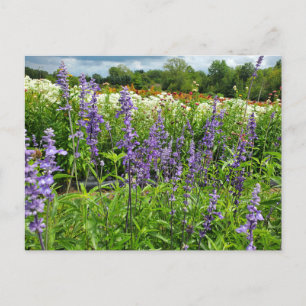 Field of Flowers Postcard
