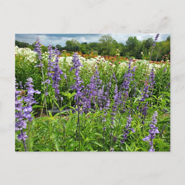 Field of Flowers Postcard (Front)