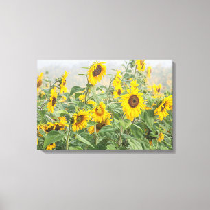 Field Of Giant Bright Yellow Sunflowers Canvas Print