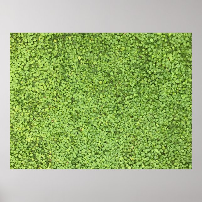 Field of green plant poster (Front)