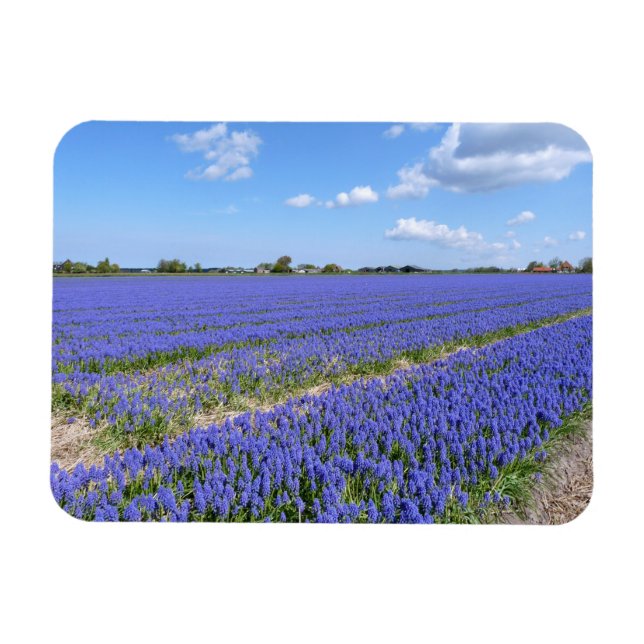 Field of Hyacinths Magnet (Horizontal)