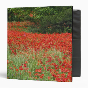 Field of hybrid poppy flowers planted along binder