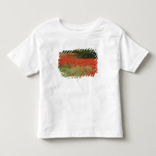 Field of hybrid poppy flowers planted along toddler t-shirt