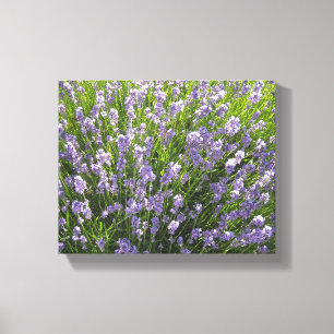 Field of Lavender Canvas Print