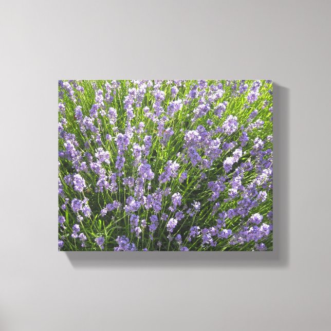 Field of Lavender Canvas Print (Front)