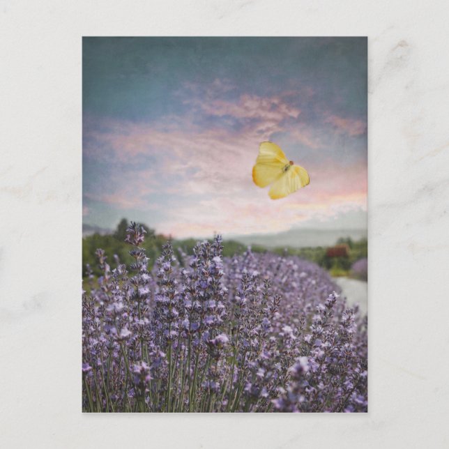 Field of Lavender Flowers, Blue Sky, Pink Sunset, Postcard (Front)