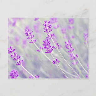 Field of Lavender Postcard