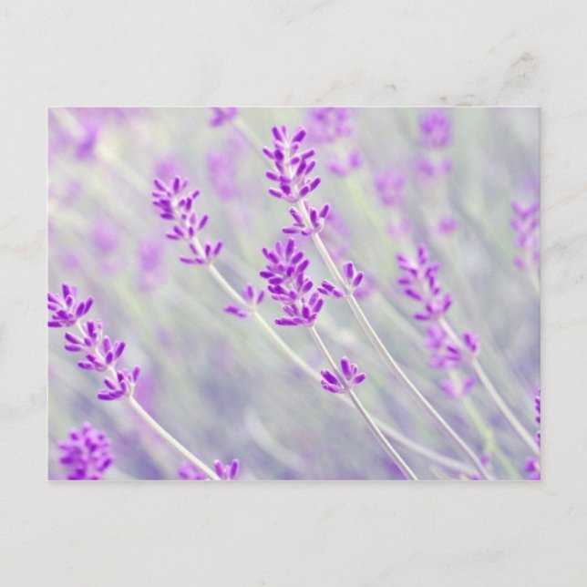 Field of Lavender Postcard (Front)