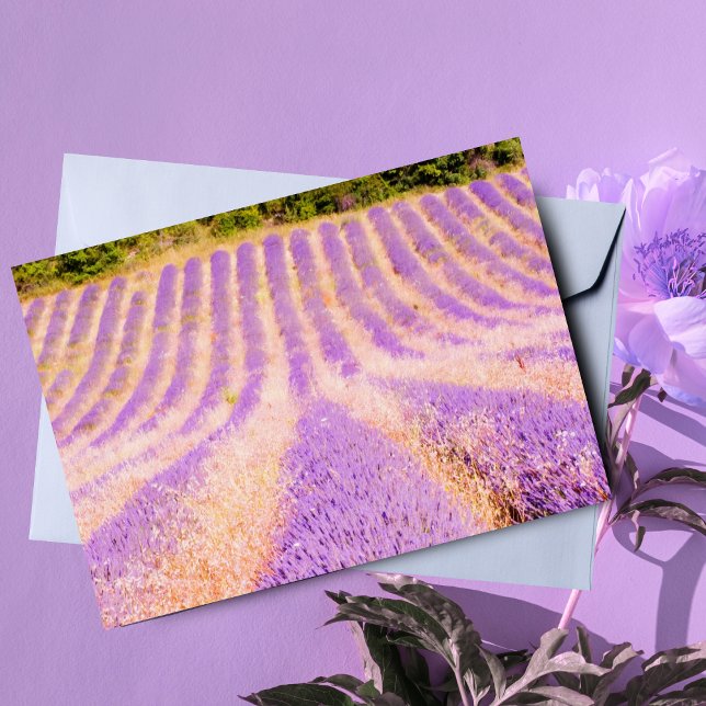 Field Of Lavender Provence France Blank Inside  Card (Charming card for nature lovers, perfect for personalized notes and greetings.)