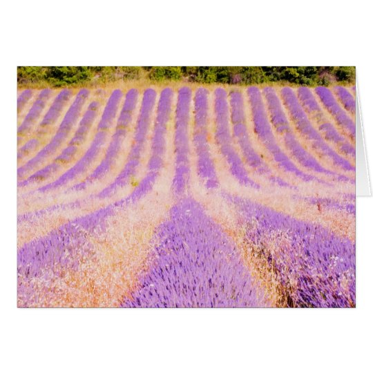 Field Of Lavender Provence France Greeting Cards