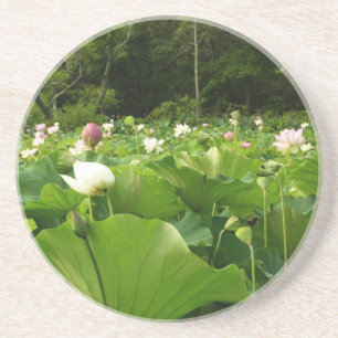 Field of Lotus Flowers Summer Garden Coaster