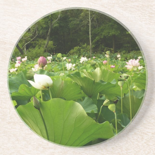Field of Lotus Flowers Summer Garden Coaster (Front)