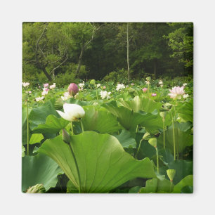 Field of Lotus Flowers Summer Garden Magnet