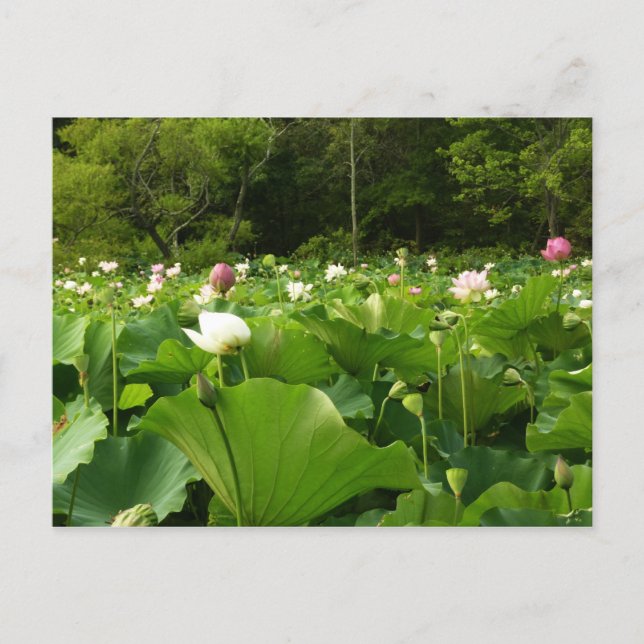 Field of Lotus Flowers Summer Garden Postcard (Front)