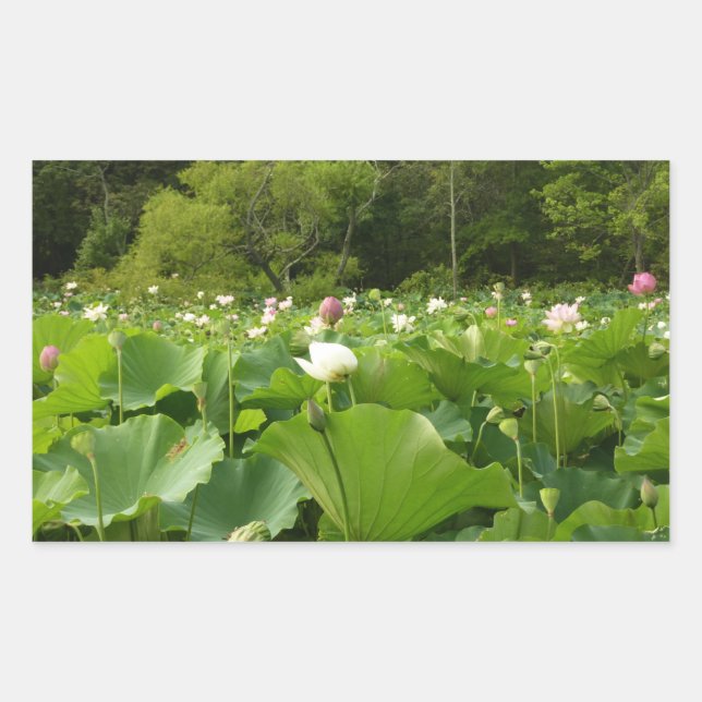 Field of Lotus Flowers Summer Garden Sticker (Front)