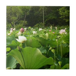 Field of Lotus Flowers Summer Garden Tile
